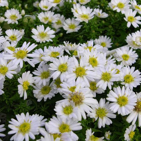 4 x Aster nain  - Aster dumosus 'Schneekissen'  - godet 9x9 cm