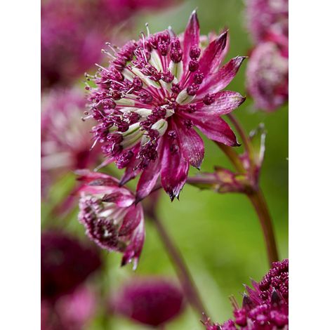 Grande Astrance 'Burgundy Manor' Pot de 1L/1,5L (1/2)