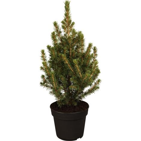 Zuckerhut-Fichte 'Conica' Picea glauca 'Conica' 1L 15- 20