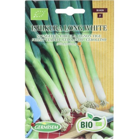 Graines Ciboule, oignon tige ISHIKURA LONG WHITE (1/5)