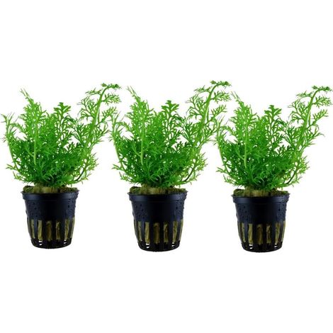 Aquarium Pflanze 3 Stück Ceratopteris thalictroides Wasserpflanze Topf Nr.305A Set