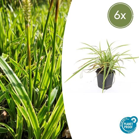 Carex Morrowii Aureovariegata Graminées Persistantes Panachées Jaune et Vert Lot de 6 (1/5)
