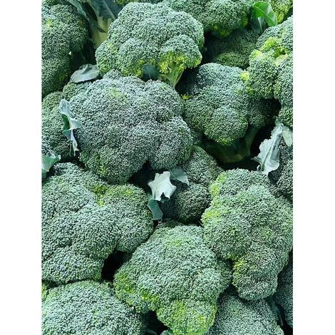 280 pièces Graines Brocoli Vert Jardin – Semences Potager, Légumes Sains et Frais, Haute Productivité (1/5)