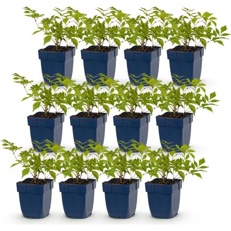 Astilbe japonica Deutschland Plante Vivace d'Ombre Fleurs Blanches Lot de 12 Pots 11 cm - PANGIVO (1/5)