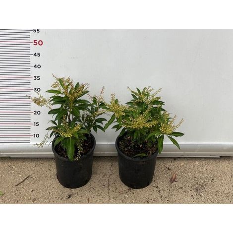 PIANTA DI PIERIS FOREST FLAME VASO CLT 3 ALTEZZA 30/40 CM (foto reale)