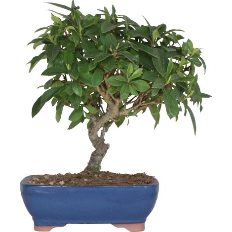 Bonsai dal Giappone Gardenia Augusta - H 35-40 cm Vaso Ø 21 cm (1/4)