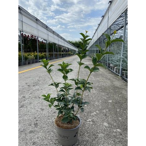 Gardenaria Osmanthus aquifolium - Arbusto ornamentale da giardino - Altezza: 50/70 cm (vaso19) (1/5)
