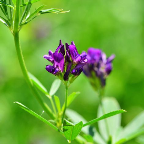 Luzerne 10 kg Medicago sativa Alfalfa Schneckenklee Ewiger Klee Nutzpflanze Saat