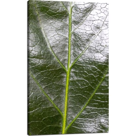 Stampa su tela "Botanica - Foglia di felce" 60x100 cm