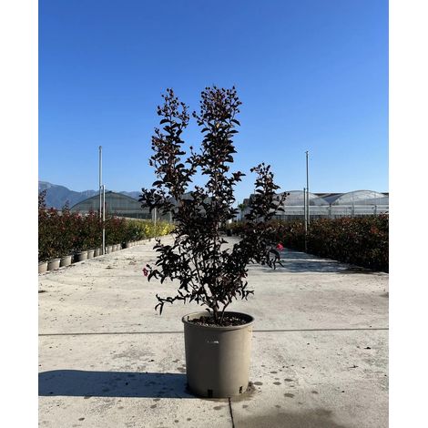 Gardenaria Lagerstroemia indica 'Black Solitaire Red Hot' - Arbusto ornamentale da giardino - Altezza: 40/60 cm (vaso19) (1/4)