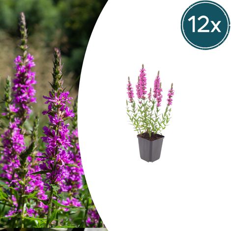 12x Lythrum salicaria Salicaire Commune Plante Vivace pour Bassin et Jardin Humide Rose Pourpre Ø9cm - PANGIVO (1/5)