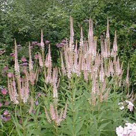 4 x Veronicastrum virginicum 'Pink Glow' - godet 9x9 cm (1/4)