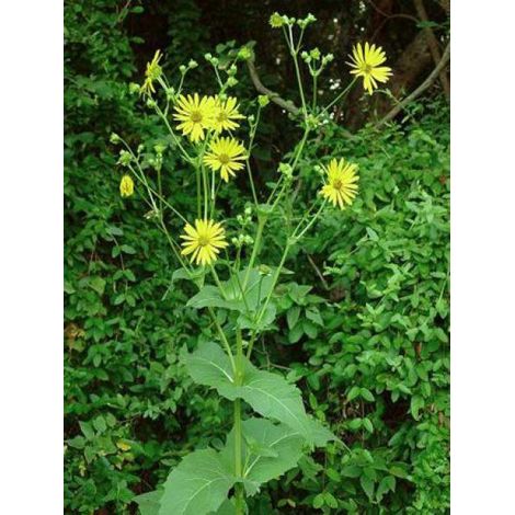 Silphium perfoliatum Godet de 8/9 cm