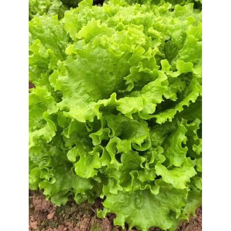 4000 pièces Graines Laitue Verte pour Potager – Salade Fraîche Maison, Semis Rapide et Récolte Continue
