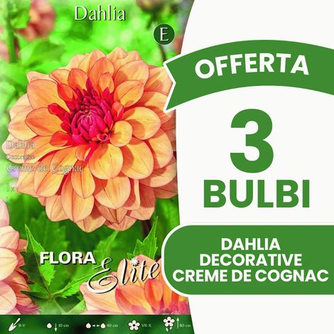 Offerta 3 Bulbi Dahlia Decorative Creme de Cognac