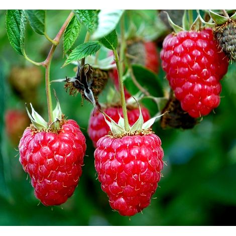 Planta de Rubus Tayberry. Mora + Frambuesa. 30 - 40 Cm