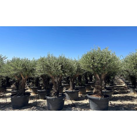 Ulivo olivo "Olea europea" bonsai ramificato in mastello da 285 lt cfr. tronco 80/100 cm FOTO REALI