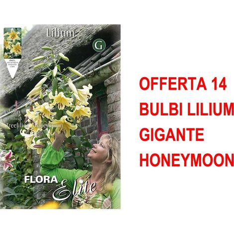OFFERTA 14 BULBI LILIUM GIGANTE HONEYMOON BULBI BULBS BULBES