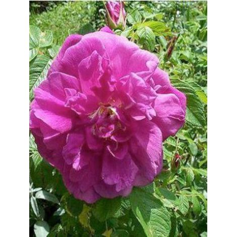 Rosier rugueux 'Hansa' Pot de 4L/5L, Qualité 2 branches (1/3)