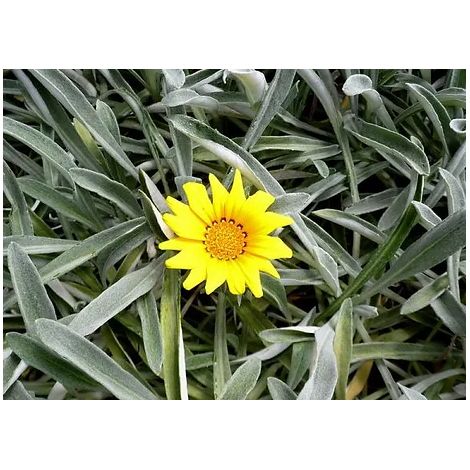 Pianta Gazania marittima, vaso 18 foto reali - Colore: Giallo