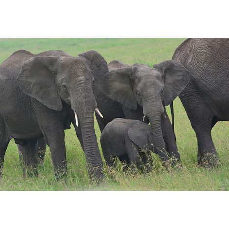 Papier peint panoramique gris et vert nature Tapisserie panoramique animaux pour chambre Papier peint panoramique éléphants 3D (1/2)