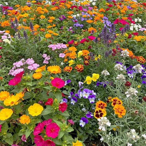 5000 Graines De Fleurs Sauvages Mélangées – Faciles À Cultiver, Floraison Colorée Toute L’Année, Attire Abeilles Et Papillons (1/5)