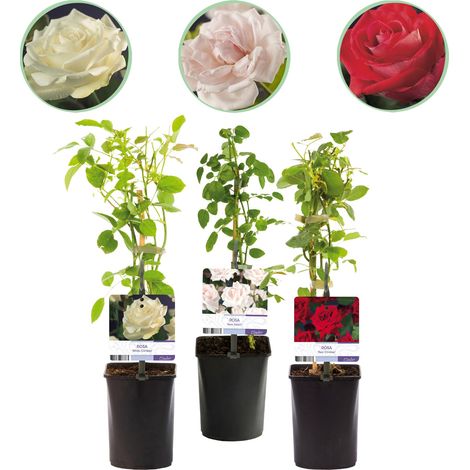Rosier Grimpant Rosa Tricolour Fleurs Rose Blanc et Rouge Lot de 3 Plantes Pot 11cm Hauteur 40cm - PANGIVO (1/5)