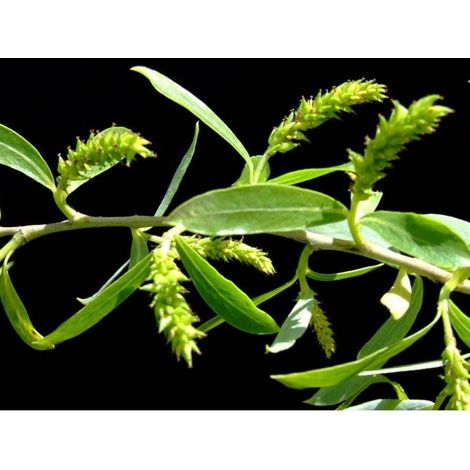 Planta de Salix Alba - Sauce Blanco. Altura 20 - 30 Cm