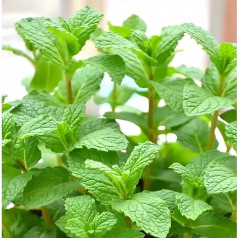 Graines de Menthe Verte 200pcs – Plante Aromatique Jardin Intérieur Extérieur Plantation Facile Vivace (1/3)