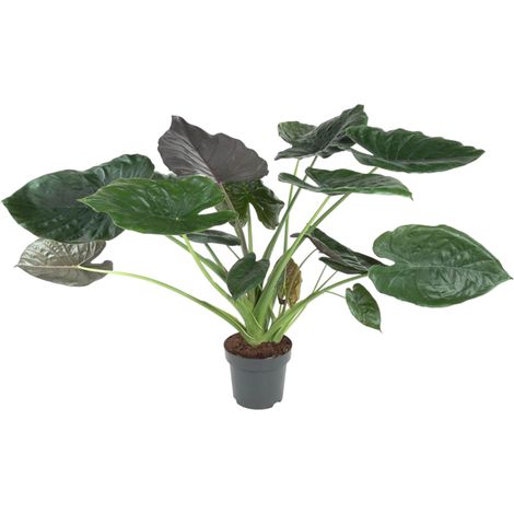 Alocasia Wentii Plante d'Intérieur Oreille d'Éléphant Feuilles Bicolores H120 cm ø32 cm - PANGIVO (1/4)