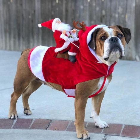 Costume Chien - Déguisement Santa Claus Pour Chien - Habillement Fête De Noël - Tailles S À XXL (1/5)