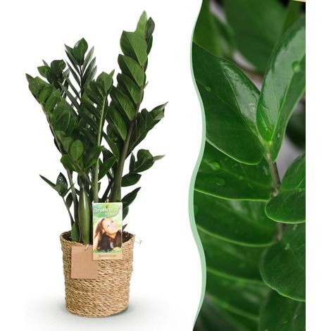 Zamioculcas Plante ZZ d'Intérieur avec Panier Entretien Facile Vert Pot Ø 17 cm Hauteur 65-75 cm - PANGIVO (1/5)