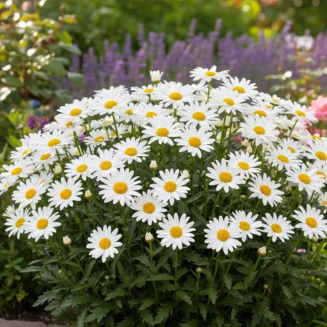 Marguerite d'été/Godet - 5/20 cm