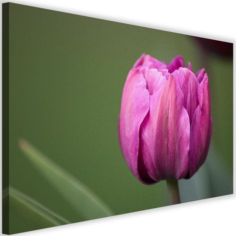 Tableau déco Tulipe mauve en fleur 60x40 (1/5)