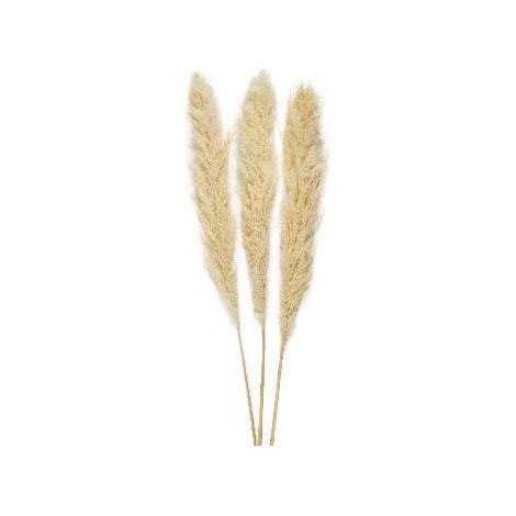 ANDREA HOUSE AX70132 Ramo Flor Pampas Cr (3Ud) 115Cm - ref: AX70132
