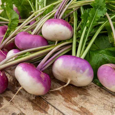 Navet-Légume Rouge Plat Hâtif à Feuille Entière Vilmorin (1/2)