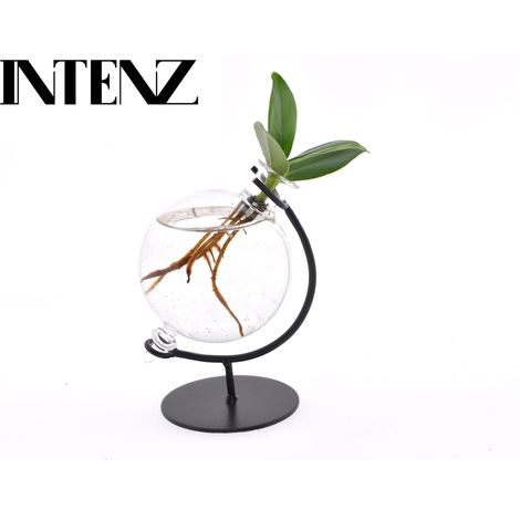 Clusia en Verre - Plante Verte Hydroponie Décorative pour Bureau et Salon - Ø 5 cm H 10 cm - PANGIVO