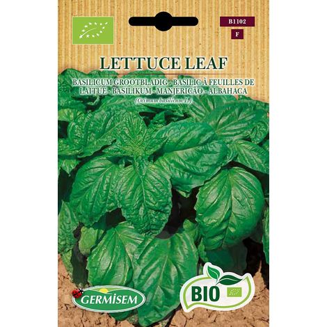 Bio Graines Basilic à feuilles de laitue LETTUCE LEAF (1/5)