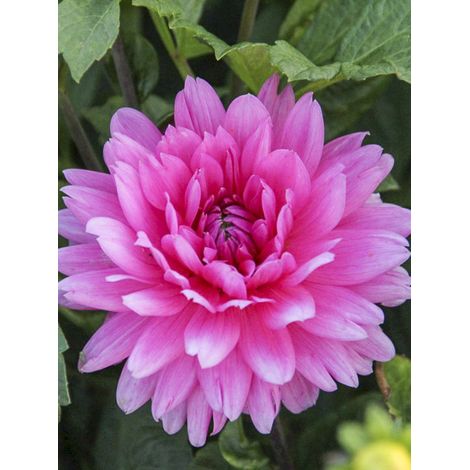 Dahlia décoratif 'Nashville' Bulbe calibre I