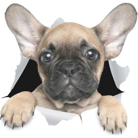 Autocollant bouledogue français 3D perforé, imperméable, autocollants réfléchissants pour ordinateur portable, réfrigérateur, voiture, pare-chocs et fenêtre (2019cm) (1/5)