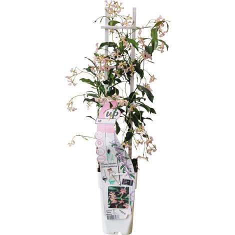 Trachelospermum 'Star of Ibiza' - Jasmin étoilé rose grimpant persistant - pot 15 cm - hauteur 65 cm - PANGIVO (1/5)