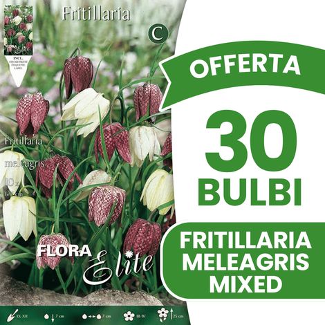 OFFERTA 30 BULBI AUTUNNALI FRITILLARIA MELEAGRIS MIXED BULBS BULBES