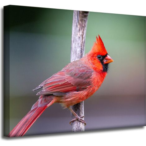 Leinwanddruck Tiere Kardinalvogel 50x40 cm