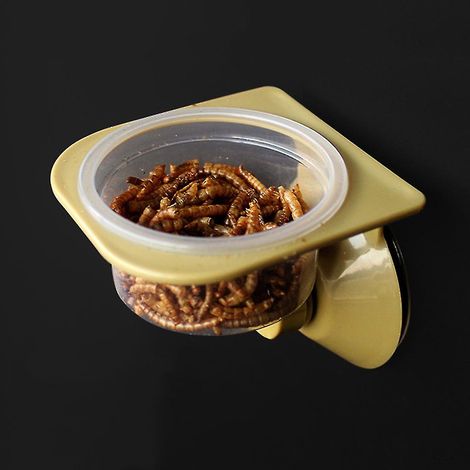 Saugnapfschale für Reptilien, für Wasser und Futter, Wandterrararium für Spinnen. (1/3)