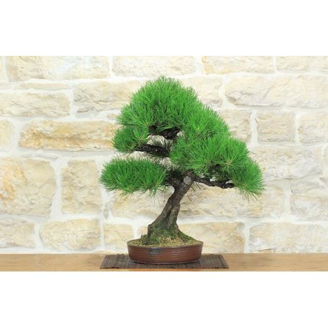 Bonsai di Pino Nero Thunbergii (83) (1/5)