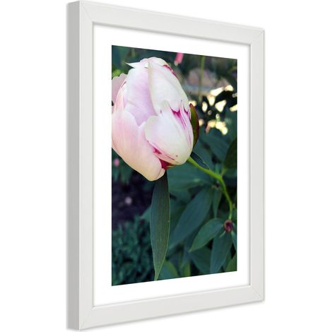 Quadro con cornice, Peonia bianca - 40x60 (1/5)