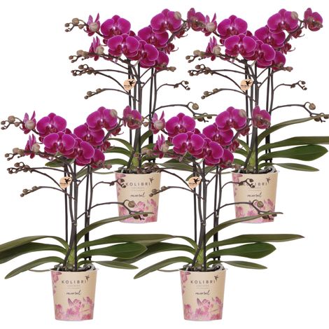 Lot de 4 Orchidées Phalaenopsis Violettes, Plante d'Intérieur Fleurie Multiflora, Pot de 9 cm - PANGIVO (1/4)