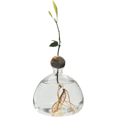 Vase Hydroponique - Verre Borosilicate Transparent - Pour Culture de Pépins d'Avocat et Plantes en Eau - 14 x 14 cm - 1 Pièce (1/5)