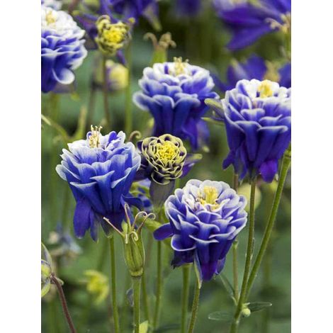 Ancolie des jardins 'Winky Double Dark Blue White' Godet de 8/9 cm (1/2)