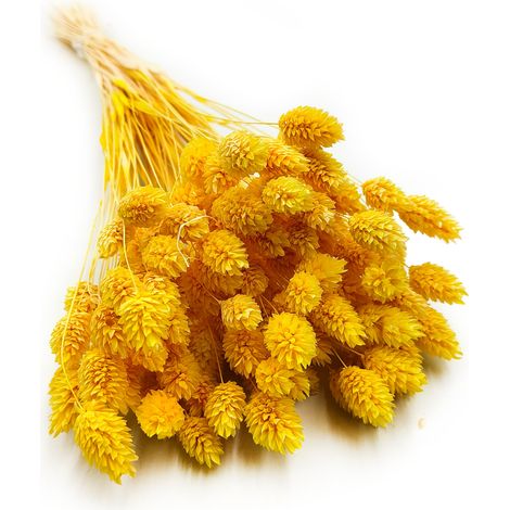 Phalaris seco - Canario - (Canario canario) - Amarillo (1/5)